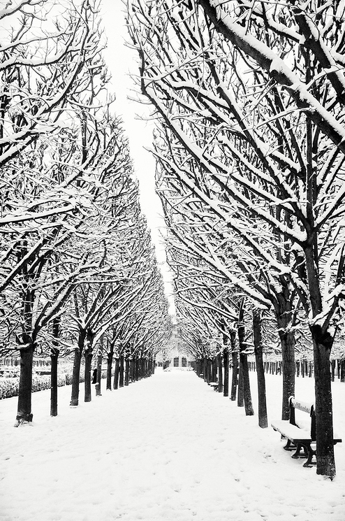 Des arbres et de la neige