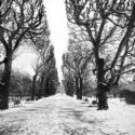 Tombe la neige / Jardin des Plantes