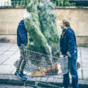 Des sapins dans un chariot