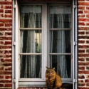Un chat à la fenêtre